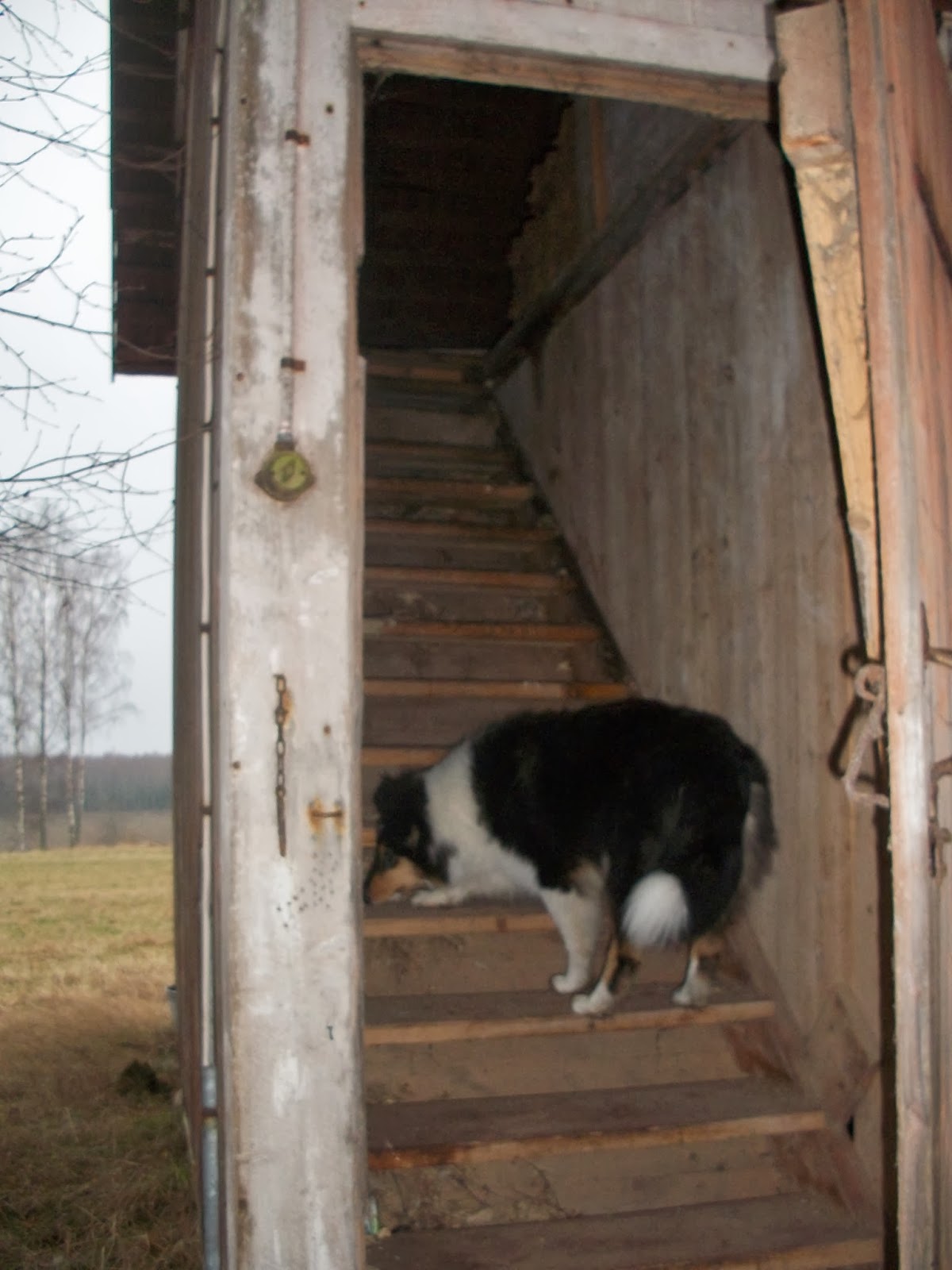 Collievänner: mars 2014