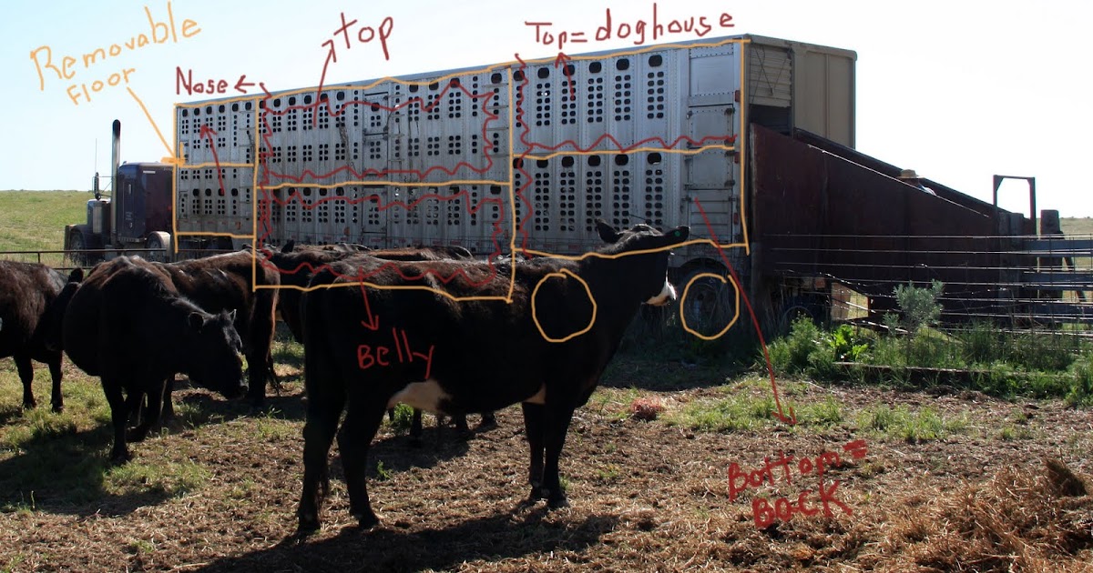 Double H Photography Loading a Cattlepot