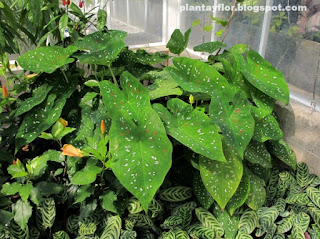 Caladium bicolor