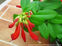 Aeschynanthus speciosus