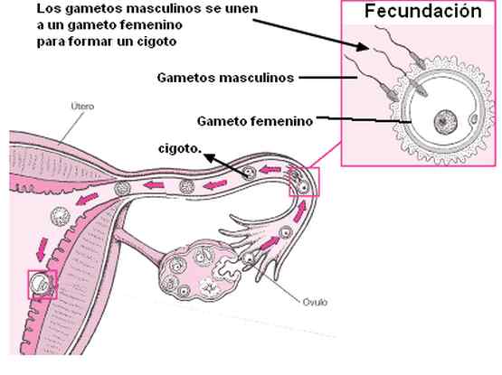 Clomid Intercourse Pregnant
