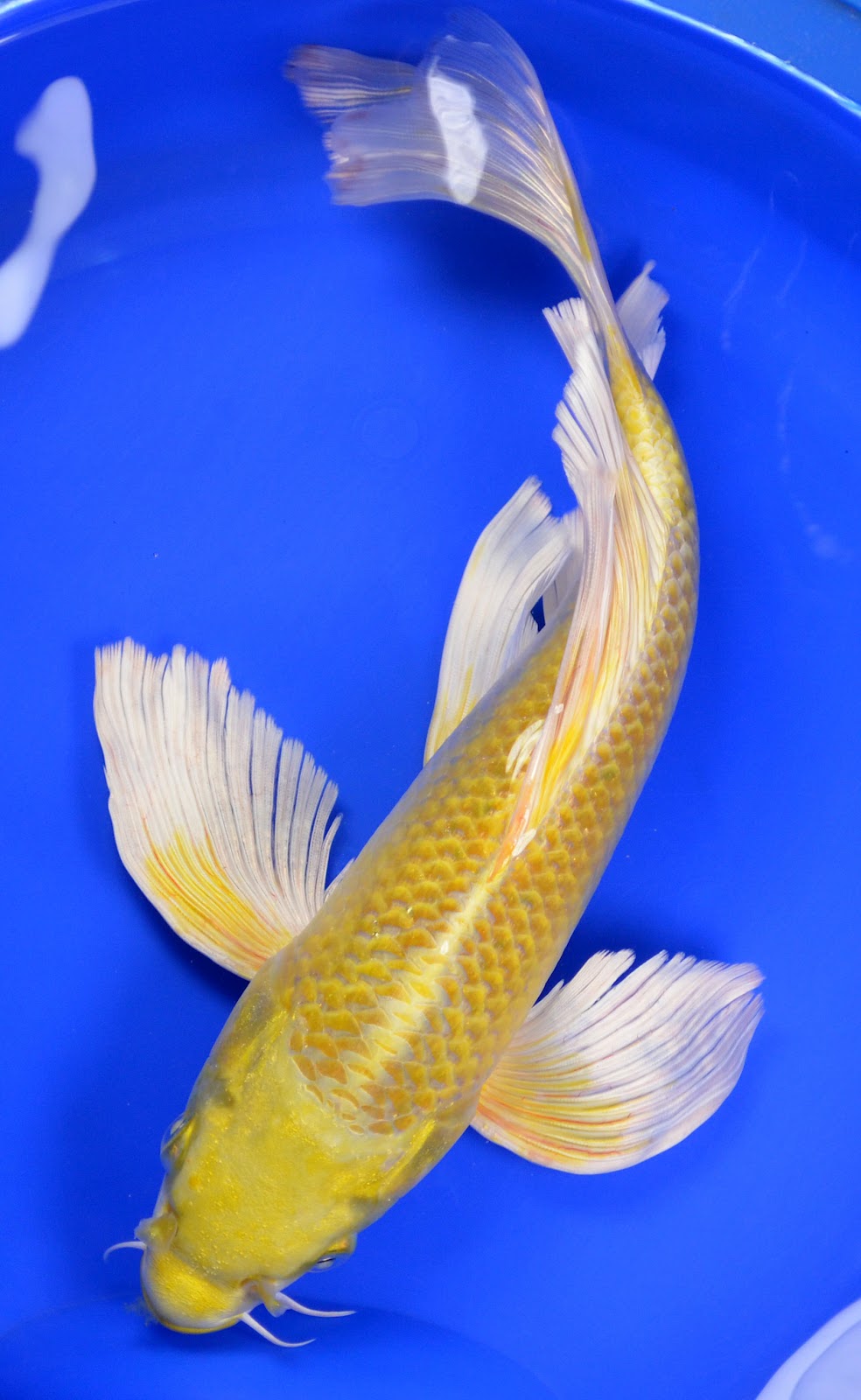 where-to-buy-koi-pond-plants-near-me-10.jpg