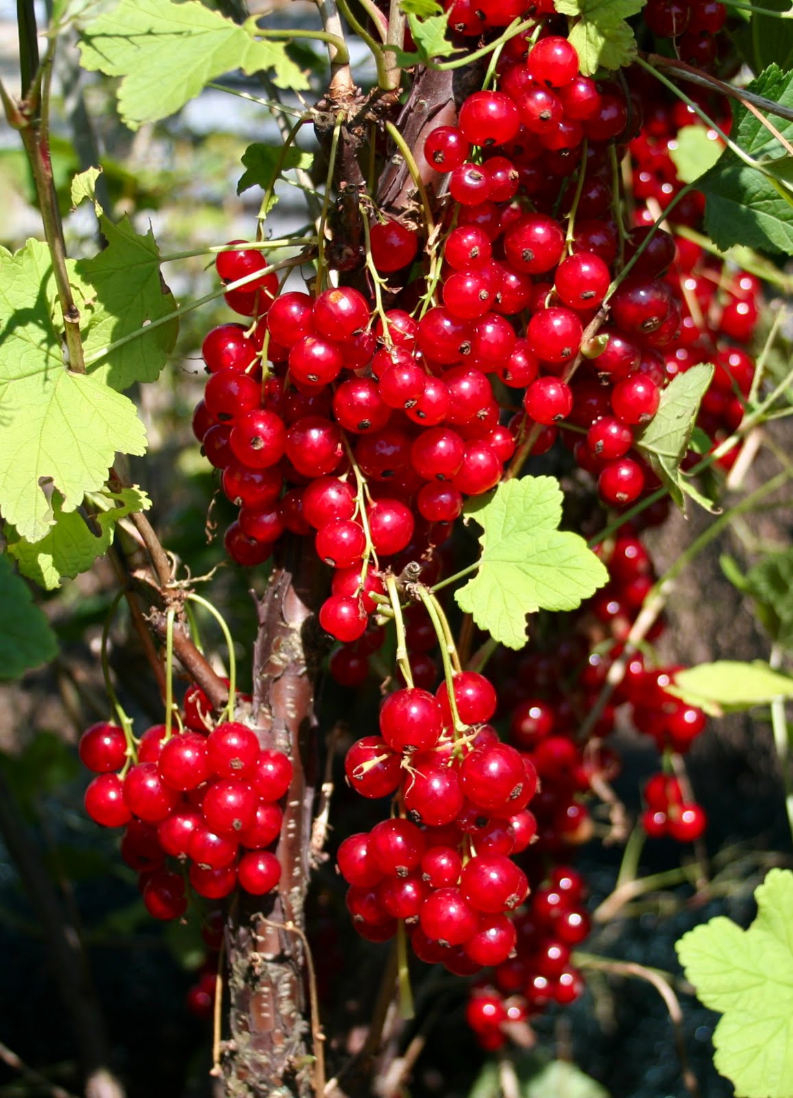Currant Red