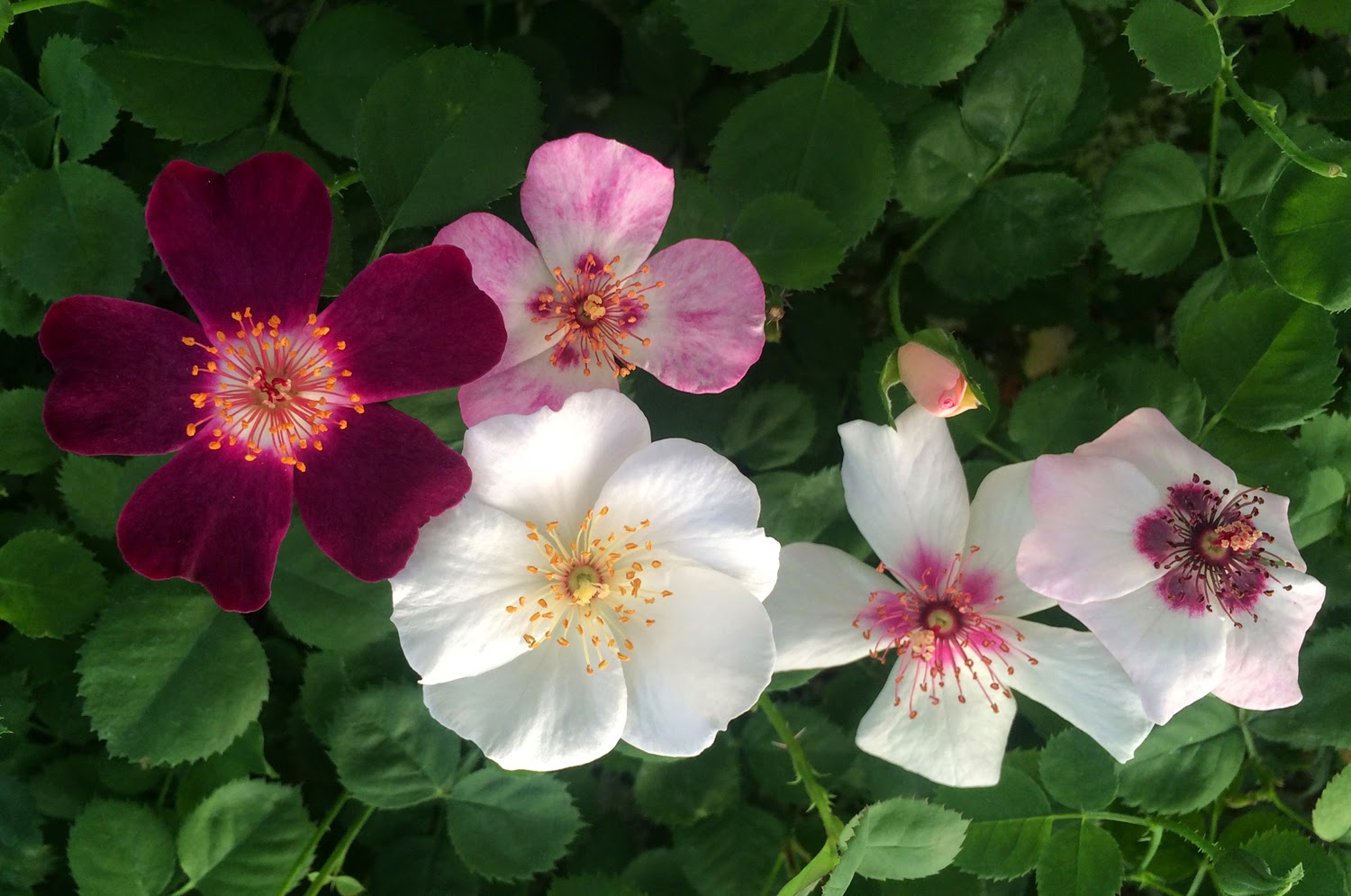 Rose Hybridizing Open Pollination Test