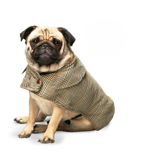 pug coats pug coats pug coats pug coats