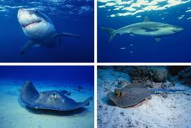 number of heart chambers in cartilaginous fish