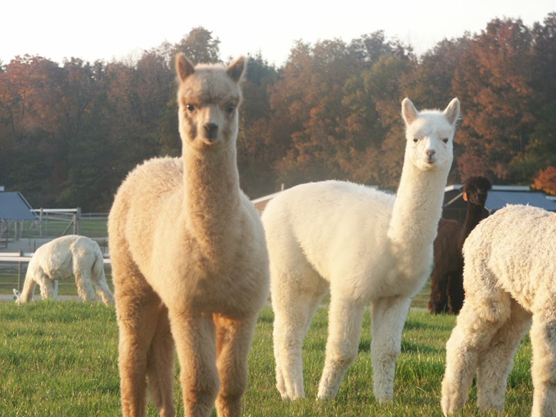 alpacas for sale alpacas for sale