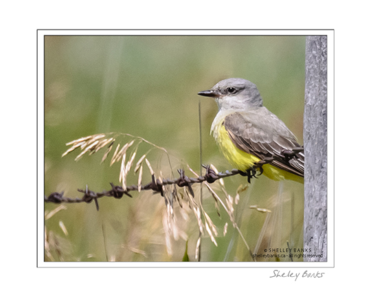 Western Kingbird