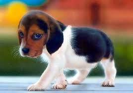 Animales tiernos 2015 - 2016 Animales tiernos 2015 - 2016