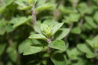 Orégano oregano