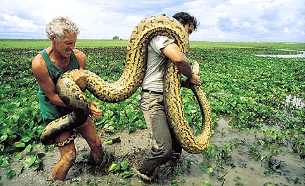 New: Images for Anaconda Snake
