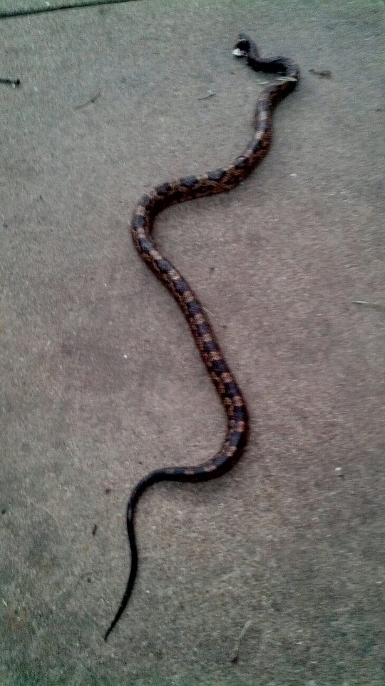 ... Texas Snake...