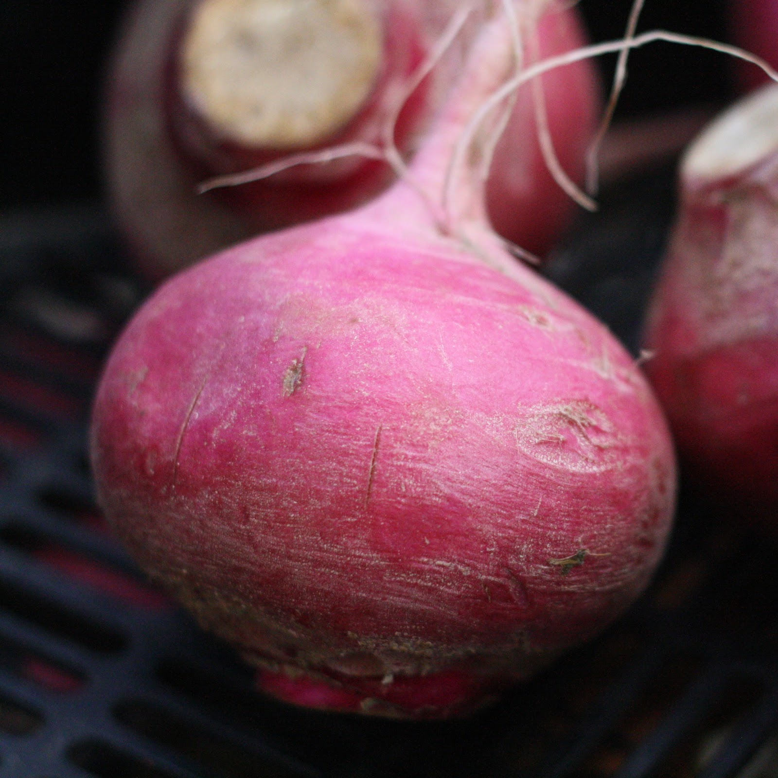 Diary of a Locavore The Local Food Report all in the turnip family