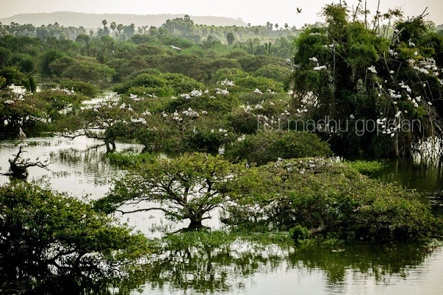 Vedanthangal Bird Sanctuary Vedanthangal Bird Sanctuary