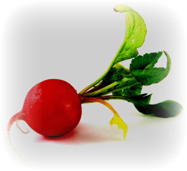 from these hands... Radishes