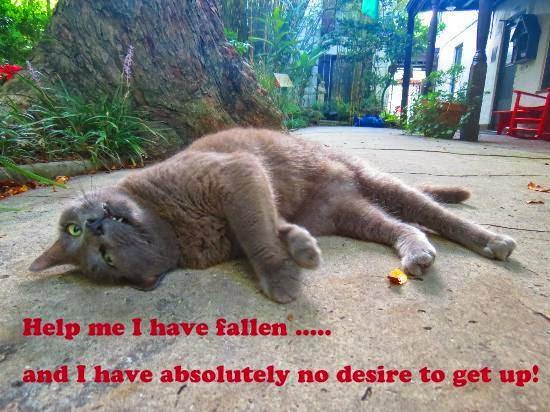 Winners Announced in "Caption Zeke Contest" for the St Francis Inn! 8 10252076 271158193056296 4621790160643407307 n+(1) St. Francis Inn St. Augustine Bed and Breakfast