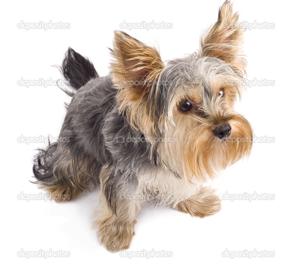 white yorkies puppies puppy dogs white terrier puppies white yorkies puppies puppy dogs white terrier puppies
