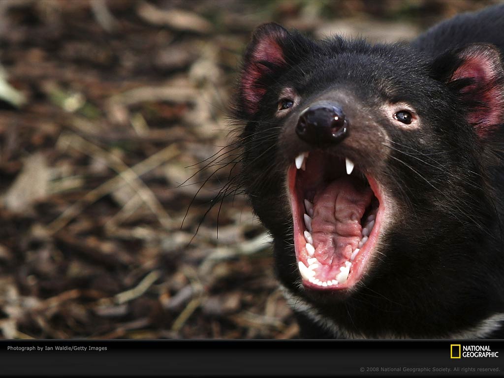 The Name Of The Devils Dog The Name Of The Devils Dog