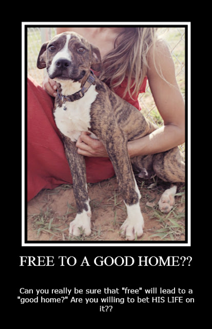 Craislist Free Cat To Loving Home Craislist Free Cat To Loving Home