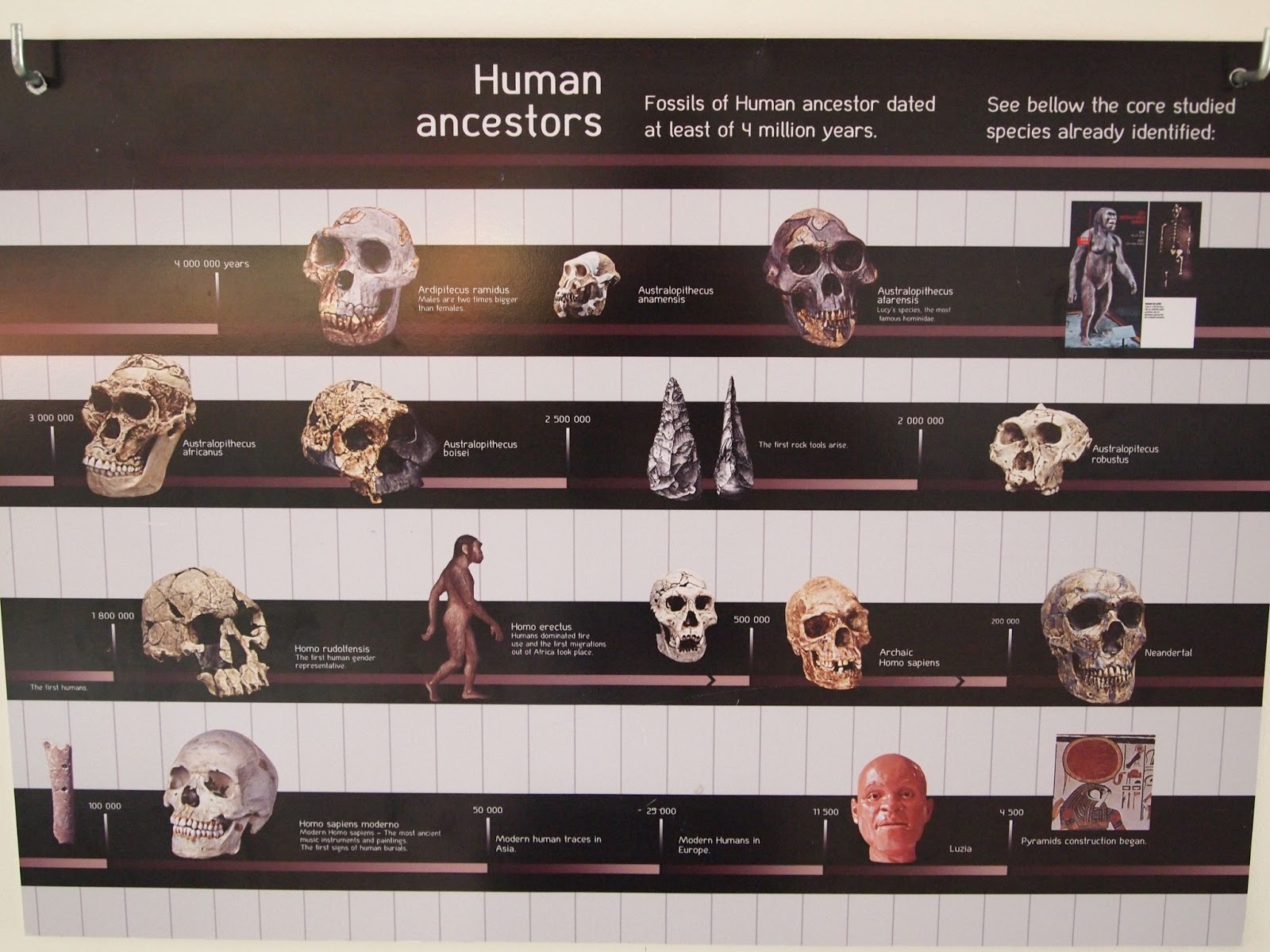 MINAS PAST PALEONTOLOGY