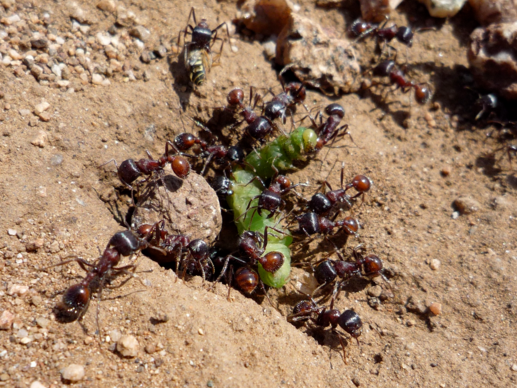 Ant Bite Ayurvedic Treatment
