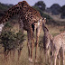 Giraffe Descprition And Facts