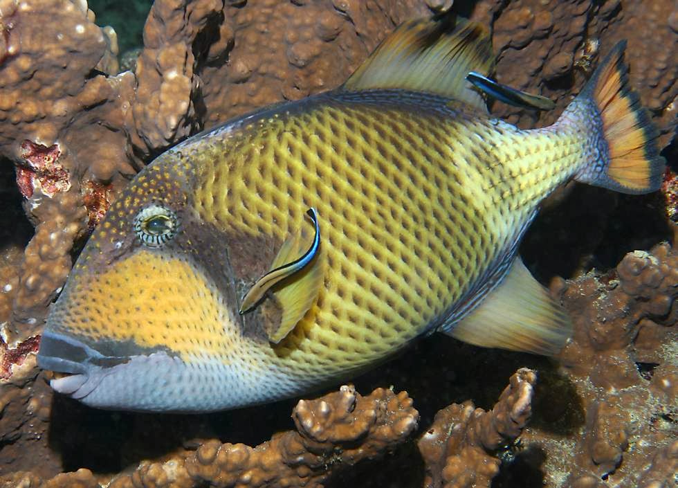 Titan Triggerfish Fishes World HD Images & Free Photos