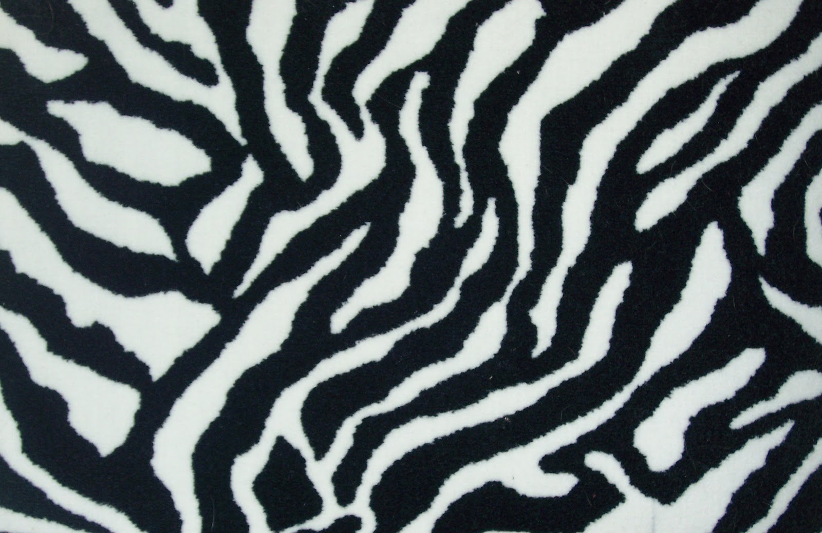 Zebra Print | Funny Animals