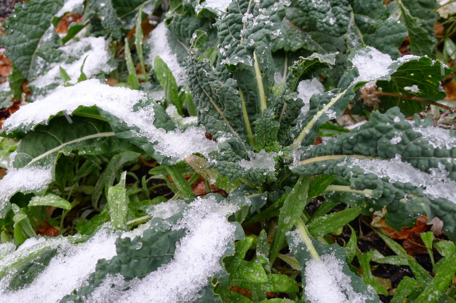 Less Noise, More Green Will perennials survive a snowstorm?