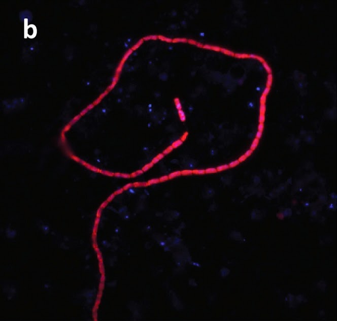 BacterioFiles the Microbiology Podcast for Microbe Lovers