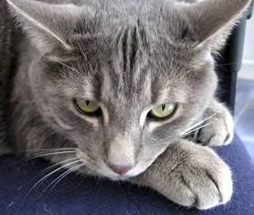 Call Me Cat