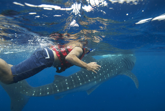 whale shark snorkel