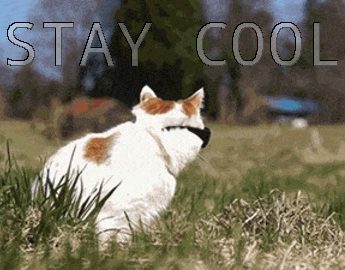 stay cool cat meme