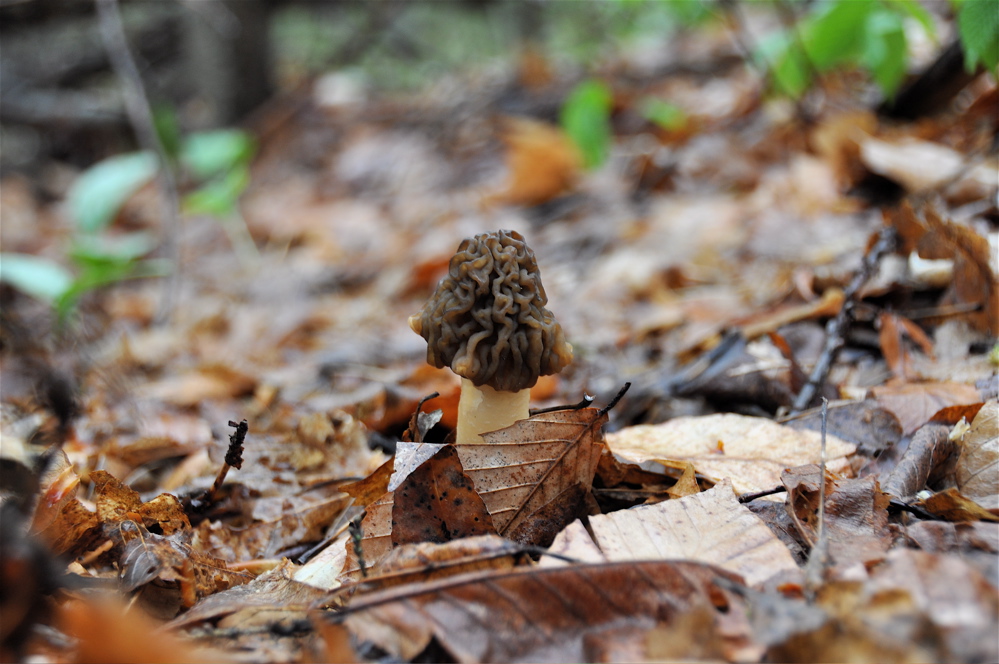 The Great Boyne City National Morel Festival Langdon Cook
