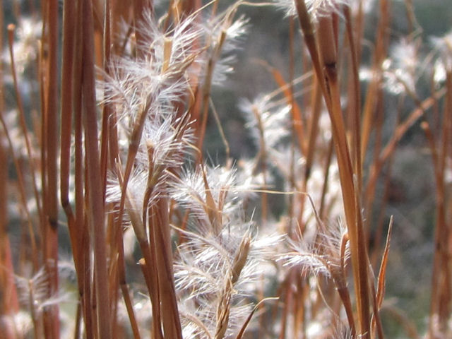 little bluestem grass