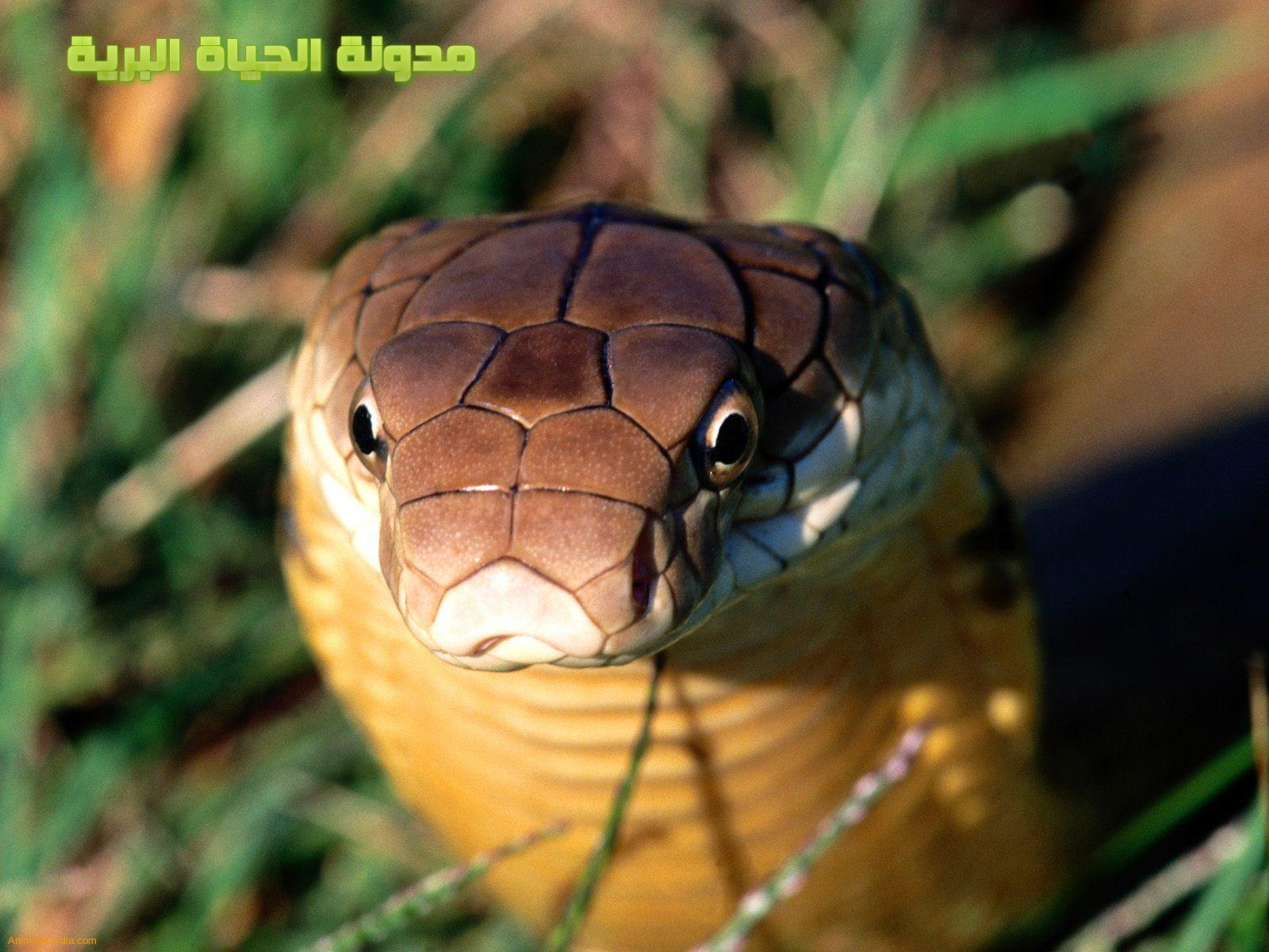 http://4.bp.blogspot.com/-1GbaNXrOtaU/Tpjhf19wDNI/AAAAAAAABaw/xWNLluSEMpE/s1600/King_Cobra_Snake.png