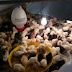Ide Jitu dan Peluang Usaha Ternak Ayam Jawa Super