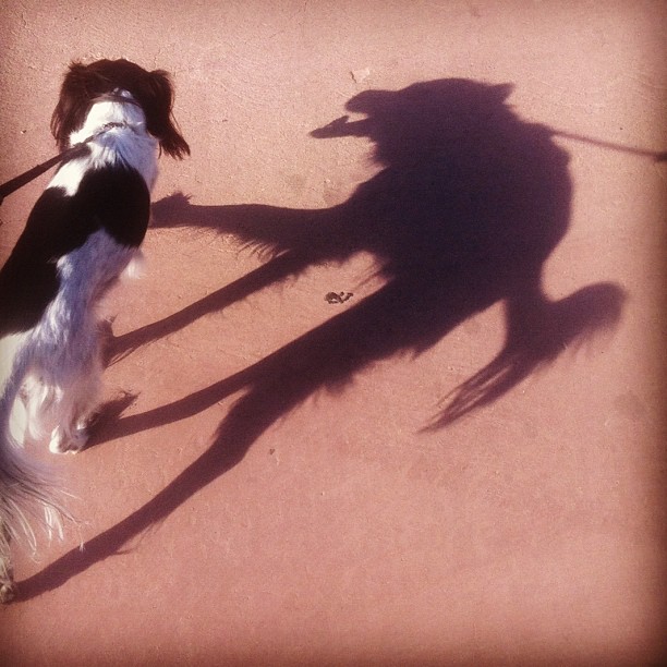 creepy-dog-shadow.jpg