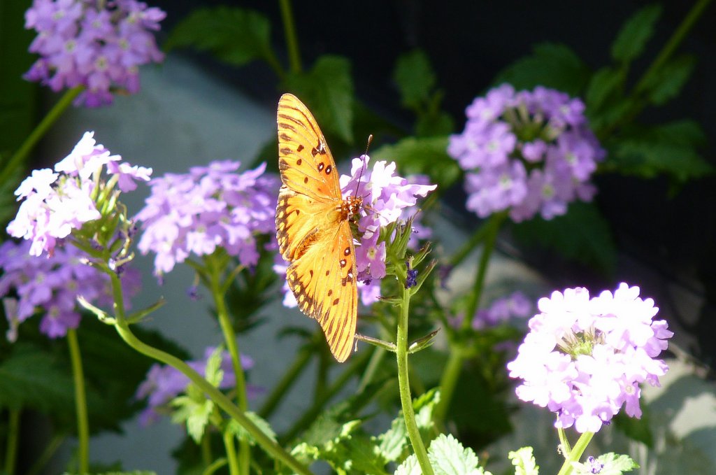 MOSI Outside Fall Butterfly Plants for Florida