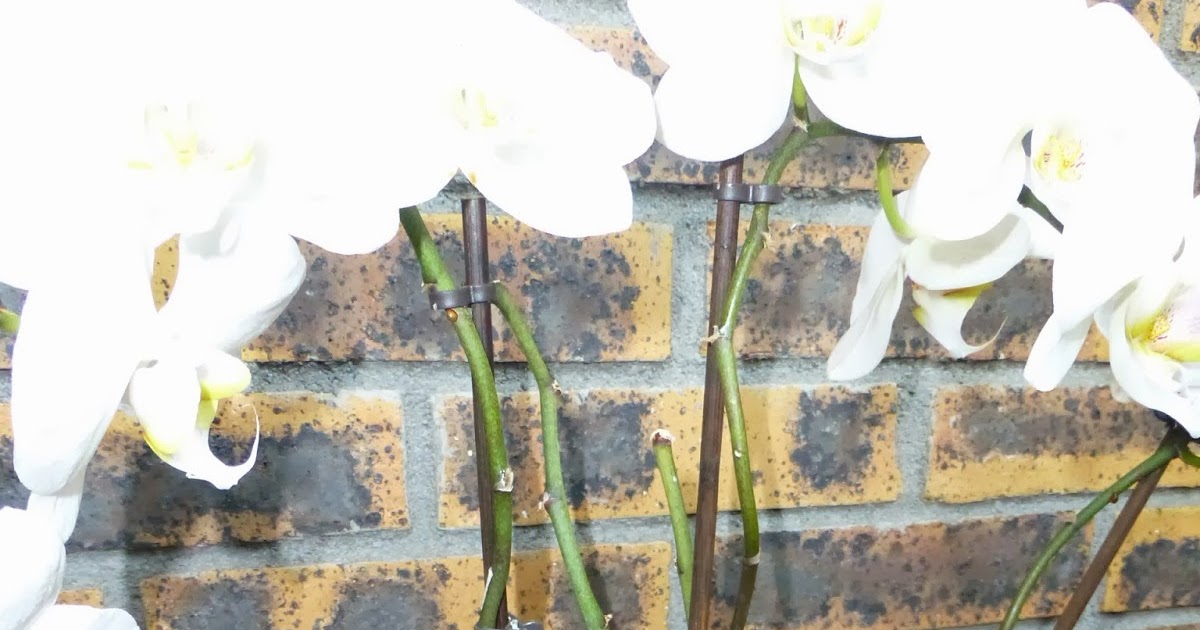 orchidees phalaenopsis malade , il perd ses feuilles qui pourrissent