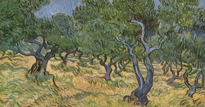 edible culture Olive Oil, Ancient Olive Groves and Pathogen Ecology