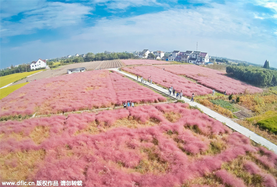 Pink-Grass-in-China-3.jpg