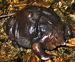 Indian Purple Frog