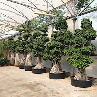 Exposicion de grandes ejemplares de ficus ginseng  bonsai  en Barnaplant 