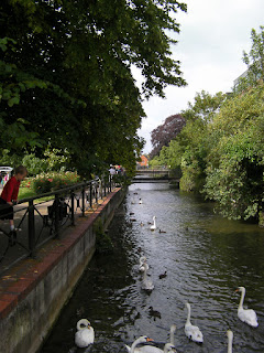 river running through salisbury with swans