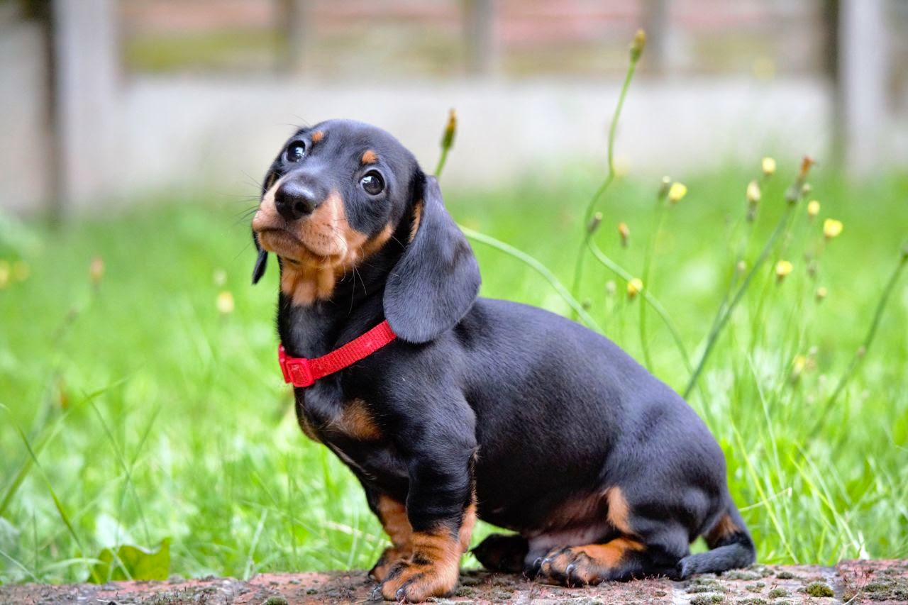 Most Popular Dog Breeds Year 2013 You Should Knows