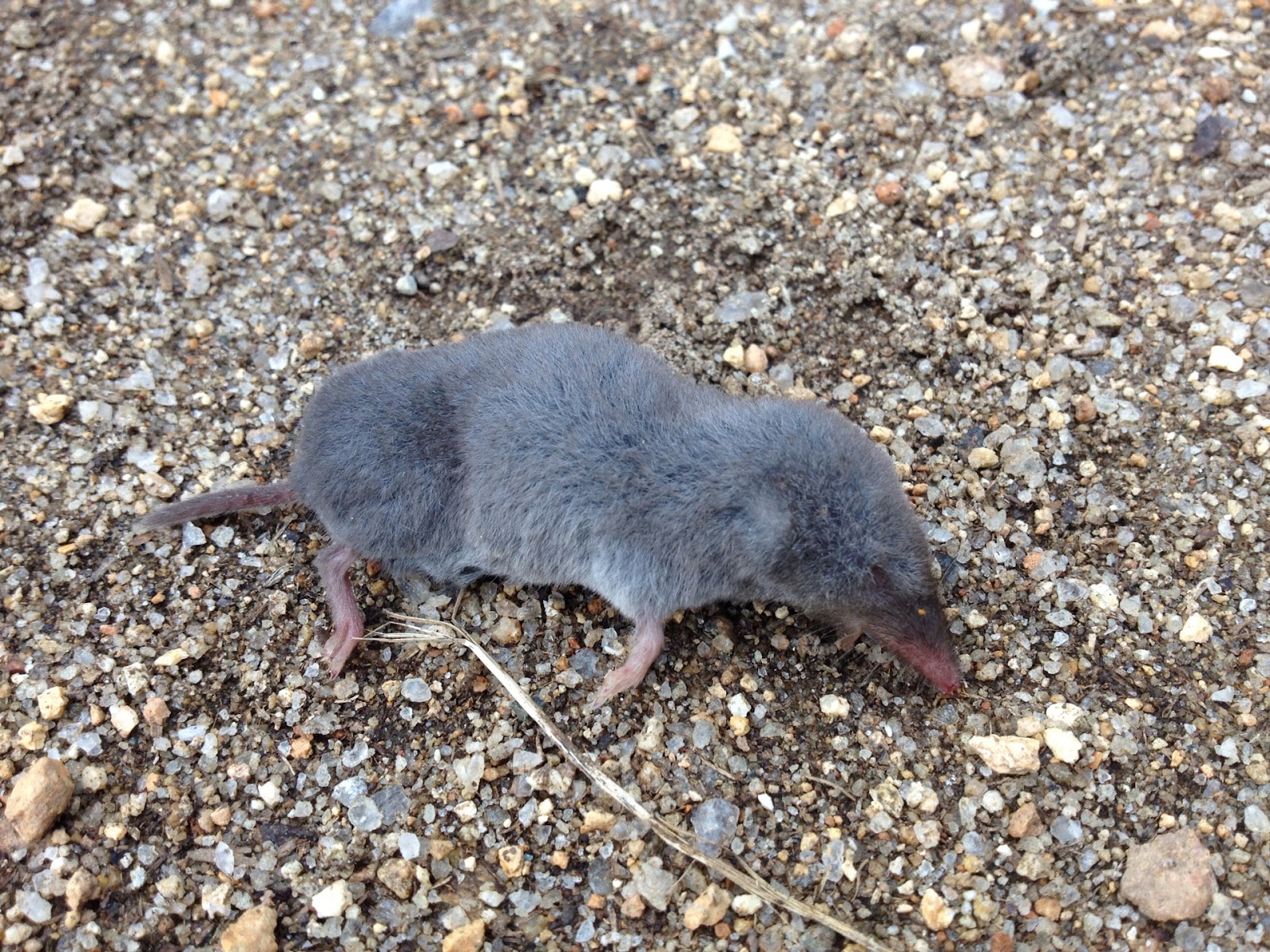 Picture Of Shrew