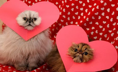 Lolcat Fluffy