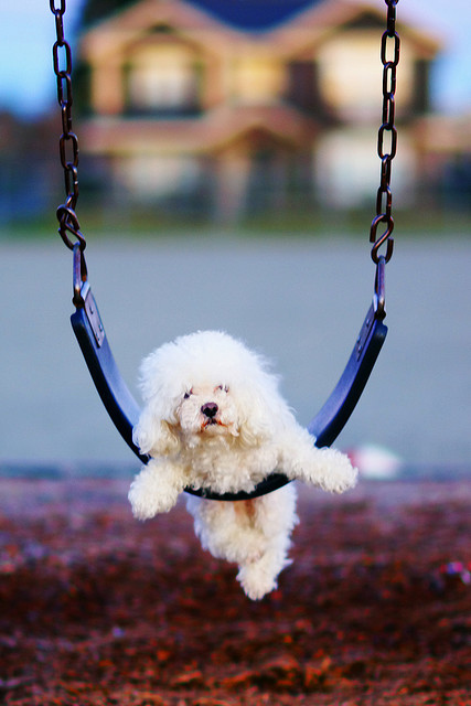 Cute Swinging Dogs