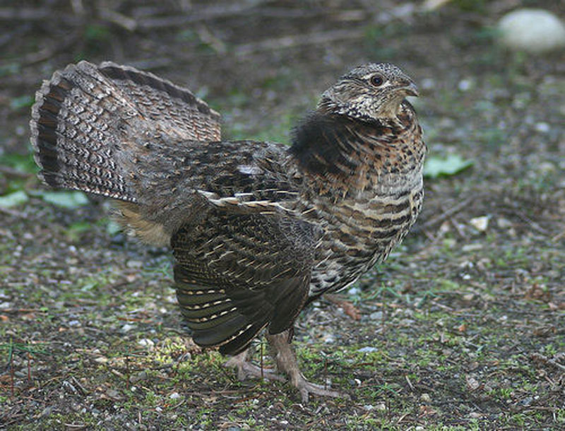 Grouse Animal Wildlife